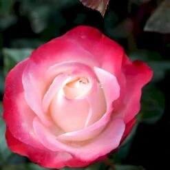 'Nostalgie'® Rosa X 'Nostalgie'® (Storblomstrende) A-Kvalitet,- Barrods Roser Min. 3 Grene