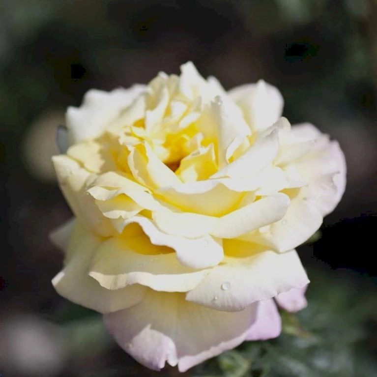 'Peace' Rosa X 'Peace' A-Kvalitet,- Barrods Roser Min. 3 Grene - Billede 4