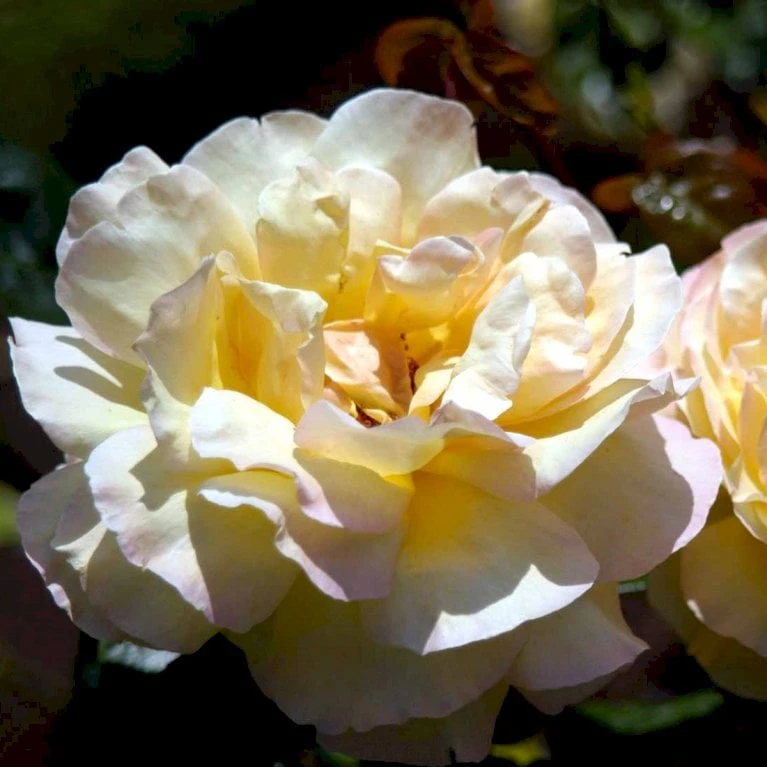 'Peace' Rosa X 'Peace' A-Kvalitet,- Barrods Roser Min. 3 Grene - Billede 5