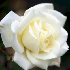 'Polarstern'® Rosa X 'Polarstern'® (Storblomstrende) A-Kvalitet,- Barrods Roser Min. 3 Grene