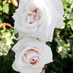 'Royal Copenhagen'™ Rosa X 'Royal Copenhagen'™ (Storblomstrende) A-Kvalitet,- Barrods Roser Min. 3 Grene