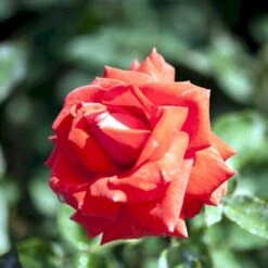 'Summer Holiday' Rosa X 'Summer Holiday' (storblomstrende) A-Kvalitet,- Barrods Roser Min. 3 Grene