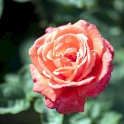'Super Star'® Rosa X 'Super Star'® (Storblomstrende) A-Kvalitet,- Barrods Roser Min. 3 Grene