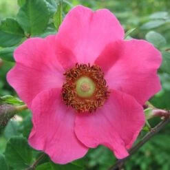 'Kristine' Rosa Moyesii 'Kristine' (Mandarinrose) A-Kvalitet,- Barrods Roser Min. 3 Grene