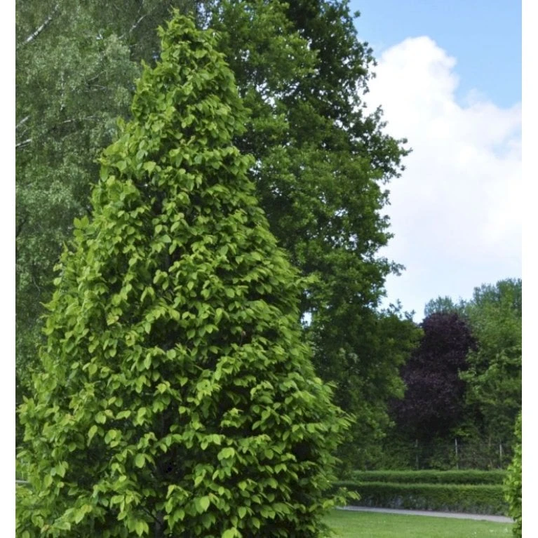 Søjleavnbøg 'Lucas' Carpinus Betulus 'Lucas' Potte 7,5 Liter 150-175 Cm.