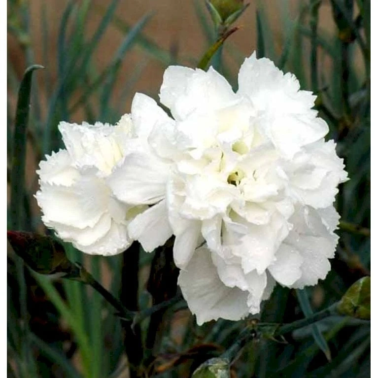 Havenellike Dianthus Caryophyllus 'Hvid' 10 Cm. Potte
