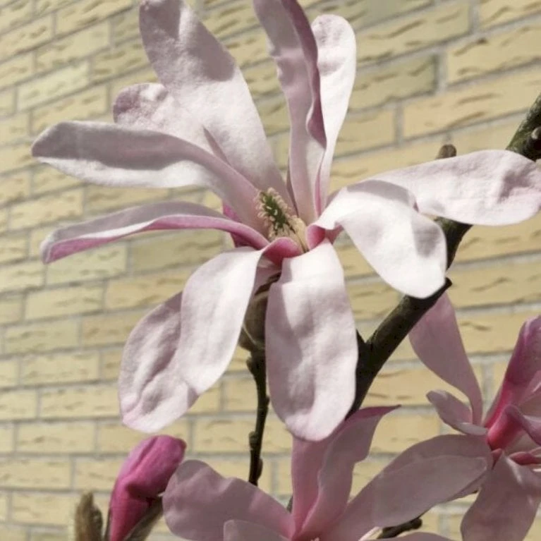 Stjernemagnolia 'Rosea' Magnolia Stellata 'Rosea' Opstammet 130 Cm, 12 Liter Potte - Billede 2