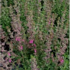 Kortlæbe Teucrium Chamaedrys 1 Liter Potte