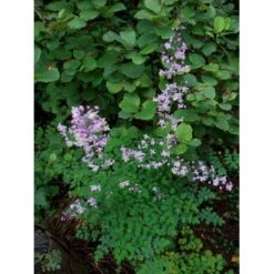 Violfrøstjerne Thalictrum Delavayi 1 Liter Potte