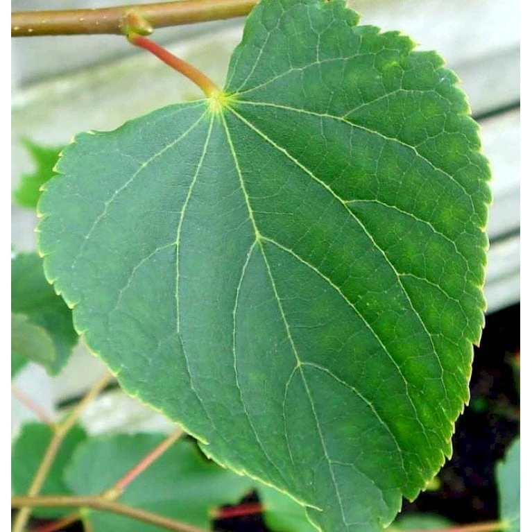 Småbladet Lind 'Greenspire' Tilia Cordata 'Greenspire' Stammehøjde Ca. 220-240cm. + Krone,- Omkreds 20-25 Cm. Med Klump.