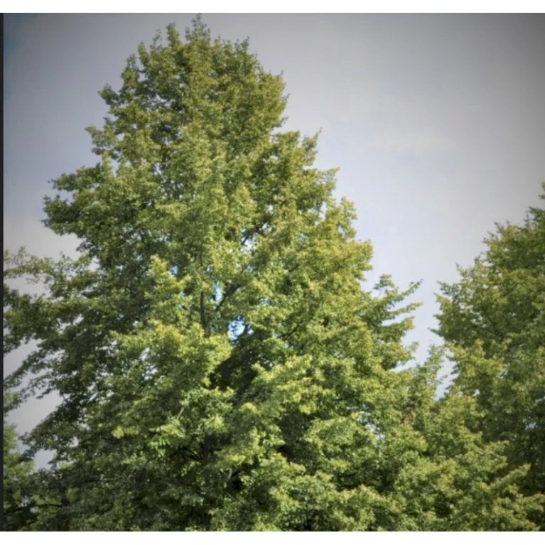 Småbladet Lind 'Greenspire' Tilia Cordata 'Greenspire' Stammehøjde Ca. 220-240cm. + Krone,- Omkreds 20-25 Cm. Med Klump. - Billede 2