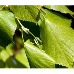Storbladet Lind Tilia Platyphyllos Stammehøjde Ca. 220-240cm. + Krone,- Omkreds 20-25 Cm. Med Klump.