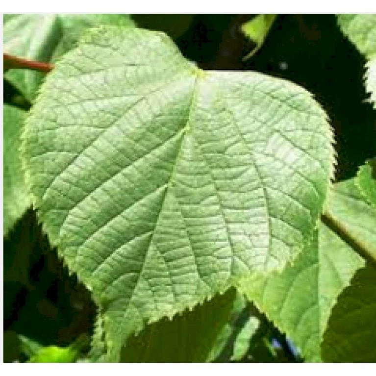 Kejserlind 'Pallida' Tilia Vulgaris 'Pallida' Alletræ, Stammeomkreds 10-12 Cm. Barrods