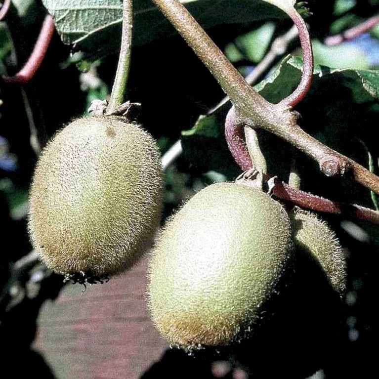 Kiwi 'Jenny' Actinidia Chinensis 'Jenny' (Selvbestøvende) Potte 2,0 Liter,- Opbundet - Billede 2