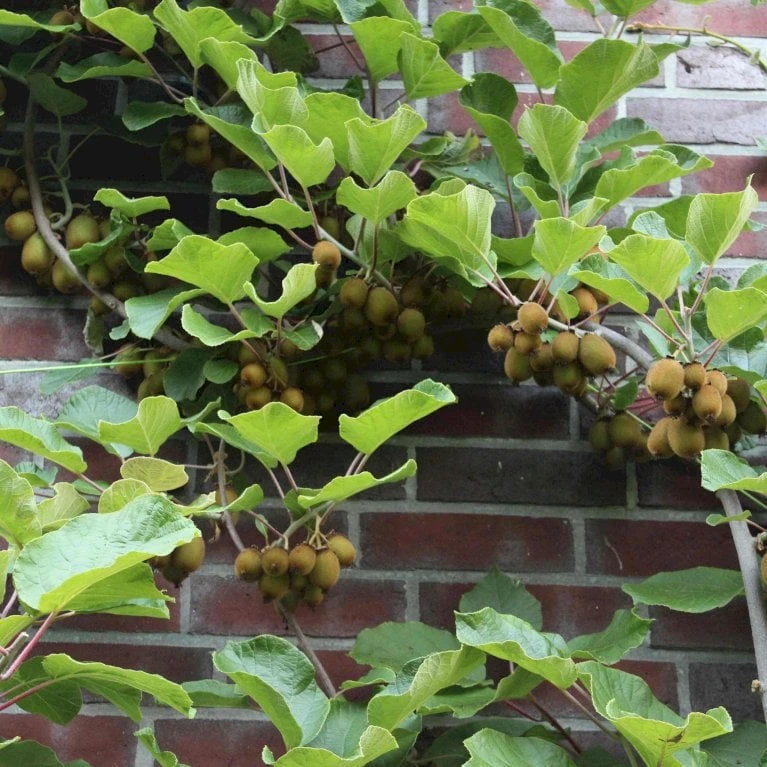 Kiwi 'Jenny' Actinidia Chinensis 'Jenny' (Selvbestøvende) Potte 2,0 Liter,- Opbundet - Billede 3