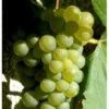Vin 'Reform' Vitis Vinifera 'Reform' Potte 2,0 Liter,- Opbundet 60-100 Cm
