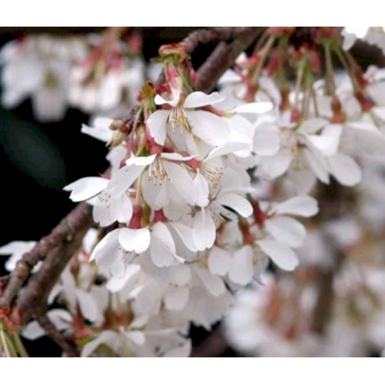 Hængende Yoshino-kirsebær 'Ivensii' Prunus Yedoensis 'Ivensii' Opstammet,- Potte 10 Liter,- 80 Cm. Stamme - Billede 3