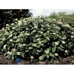 Dværgkvalkved Viburnum Davidii Potte 3,0 Liter,- 25-30 Cm.