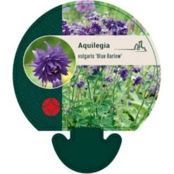 Akeleje Aquilegia Vulgaris 'Blue Barlow' 9 Cm. Potte