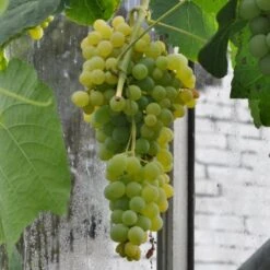 Vin 'Himrod' Vitis Vinifera 'Himrod' Potte 3,0 Liter,- Opbundet 80-100 Cm.