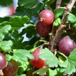 Stikkelsbær 'Captivator' Ribes Uva-crispa 'Captivator' 5 Liter Potte