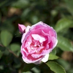 'Prairie Joy' Rosa X 'Prairie Joy' (Buskrose) A-Kvalitet,- Barrods Roser Min. 3 Grene