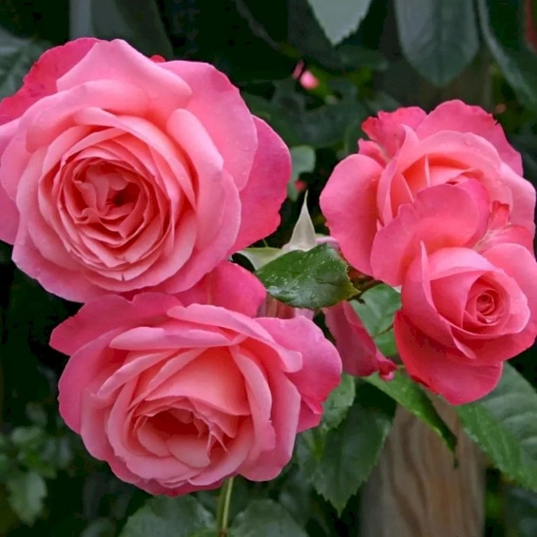 'Rosanna'® Rosa X 'Rosanna'® (Klatrerose) A-Kvalitet,- Barrods Roser Min. 3 Grene - Billede 3