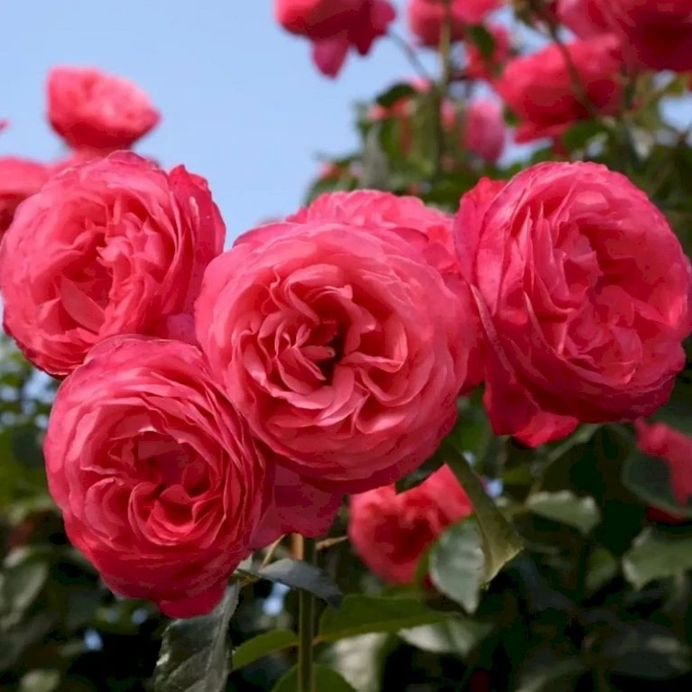 'Rosanna'® Rosa X 'Rosanna'® (Klatrerose) A-Kvalitet,- Barrods Roser Min. 3 Grene - Billede 4