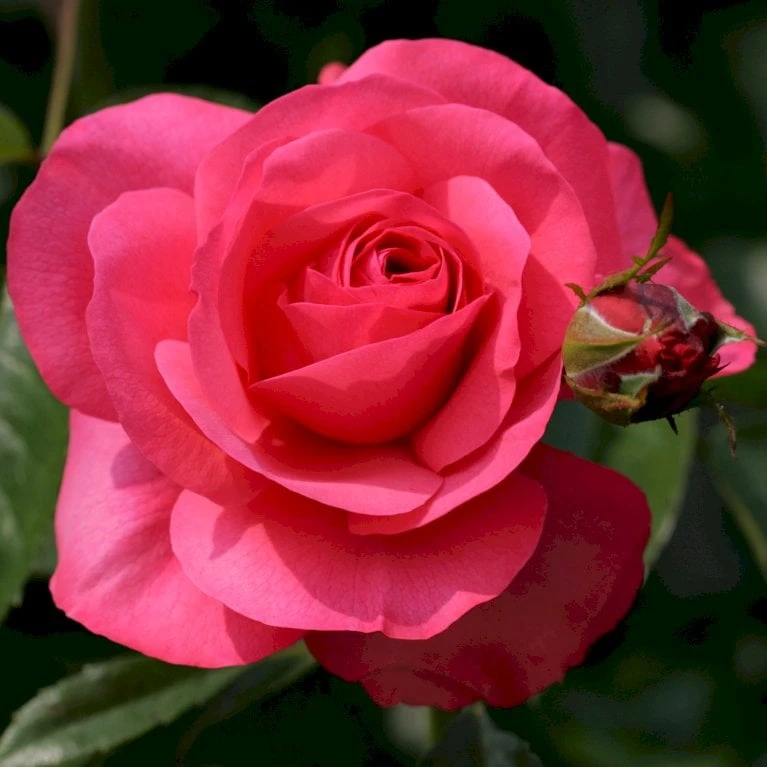 'Rosanna'® Rosa X 'Rosanna'® (Klatrerose) A-Kvalitet,- Barrods Roser Min. 3 Grene - Billede 6