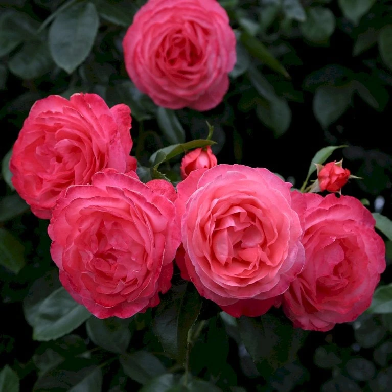 'Rosanna'® Rosa X 'Rosanna'® (Klatrerose) A-Kvalitet,- Barrods Roser Min. 3 Grene - Billede 7