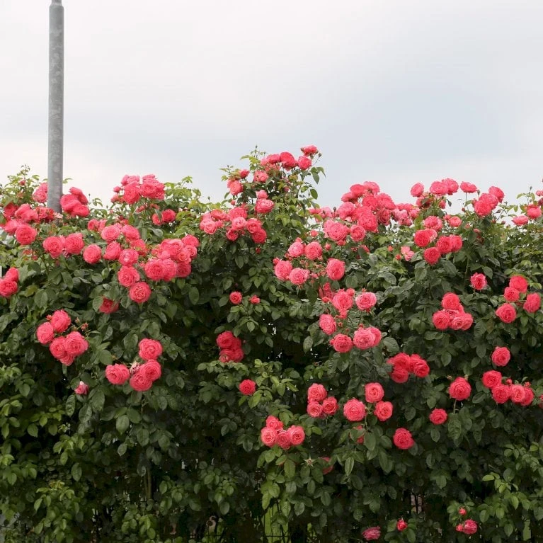 'Rosanna'® Rosa X 'Rosanna'® (Klatrerose) A-Kvalitet,- Barrods Roser Min. 3 Grene - Billede 8