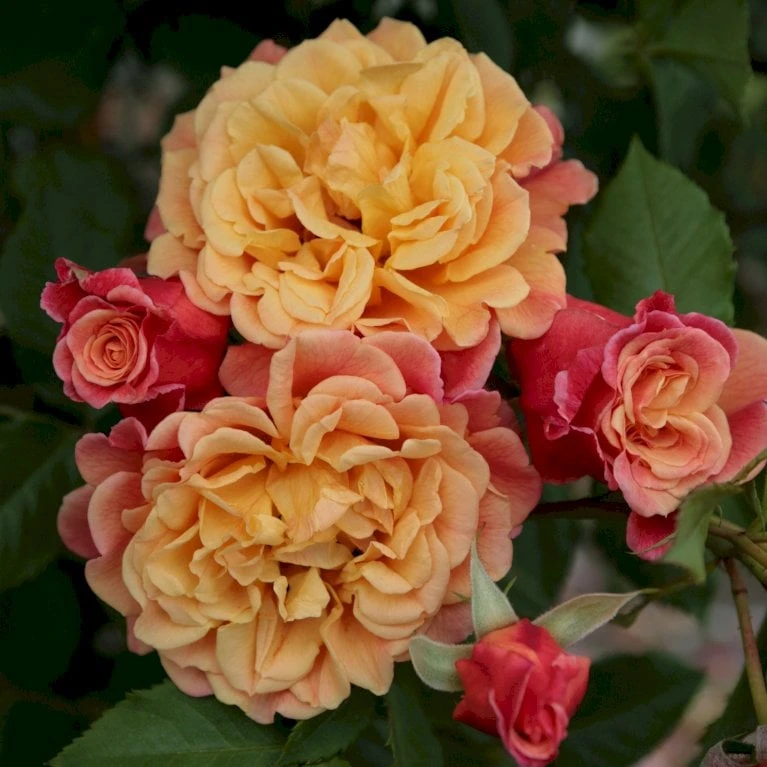 'Kordes Aloha'® Rosa X 'Kordes Aloha'® (Slyngrose) A-Kvalitet,- Barrods Roser Min. 3 Grene - Billede 3