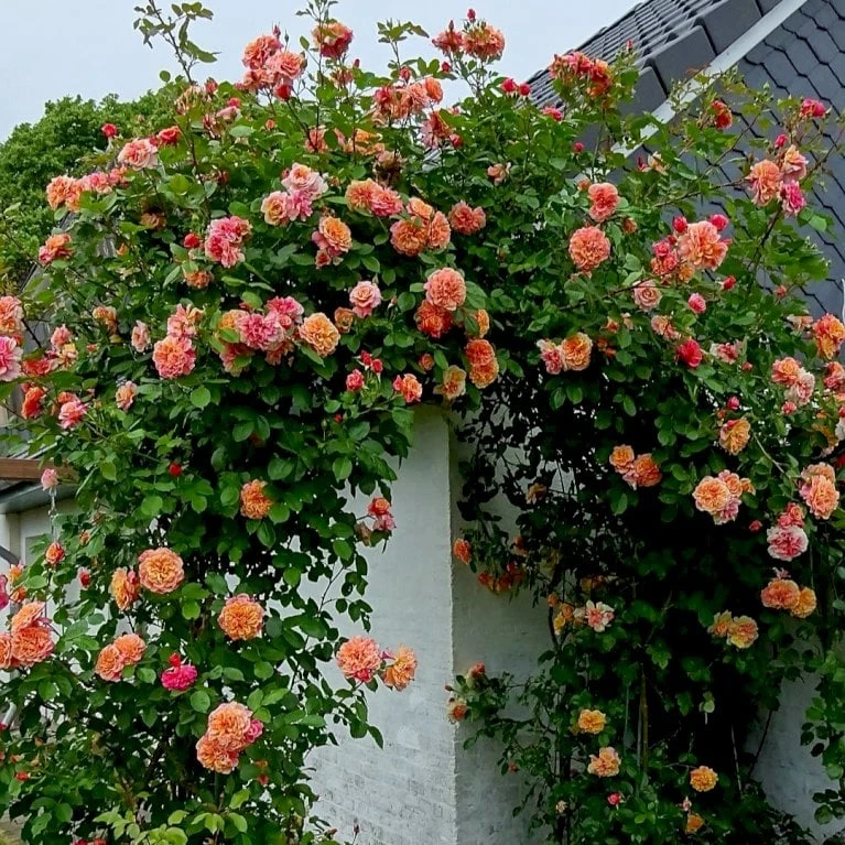 'Kordes Aloha'® Rosa X 'Kordes Aloha'® (Slyngrose) A-Kvalitet,- Barrods Roser Min. 3 Grene - Billede 4