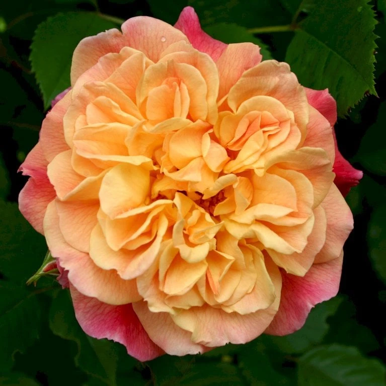 'Kordes Aloha'® Rosa X 'Kordes Aloha'® (Slyngrose) A-Kvalitet,- Barrods Roser Min. 3 Grene - Billede 5