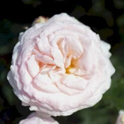 'Amie™ Renaissance'® Rosa X 'Amie™ Renaissance'® (Renaissancerose) A-Kvalitet,- Barrods Roser Min. 3 Grene