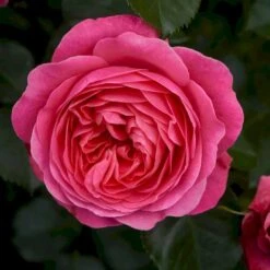 'Bernstorff'™ Rosa X 'Bernstorff'™ (Buketrose) A-Kvalitet,- Barrods Roser Min. 3 Grene
