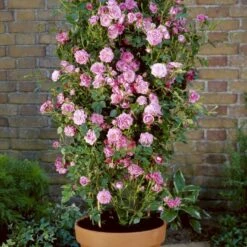 'Boogie-Woogie'™ Rosa X 'Boogie-Woogie'™ (Slyngrose) A-Kvalitet,- Barrods Roser Min. 3 Grene