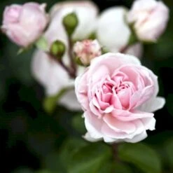 'Cinderella'® Rosa X 'Cinderella'® (Buketrose) A-Kvalitet,- Barrods Roser Min. 3 Grene