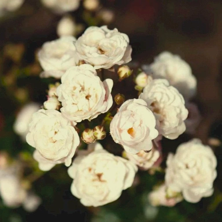 'Crystal Fairy' Rosa 'Crystal Fairy' Potte 2 Liter.