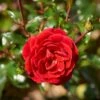 'Dacapo'™ Rosa X 'Dacapo'™ (Slyngrose) A-Kvalitet,- Barrods Roser Min. 3 Grene