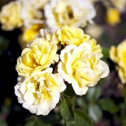 'Golden Eye Cover'® Rosa X 'Golden Eye Cover'® (Bunddækkerose) A-Kvalitet,- Barrods Roser Min. 3 Grene
