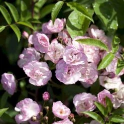 'Heavenly Pink' Rosa X 'Heavenly Pink' (Buskrose) A-Kvalitet,- Barrods Roser Min. 3 Grene