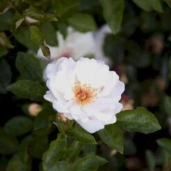 'Jacqueline Du Pré' Rosa X 'Jacqueline Du Pré' (Buskrose) A-Kvalitet,- Barrods Roser Min. 3 Grene