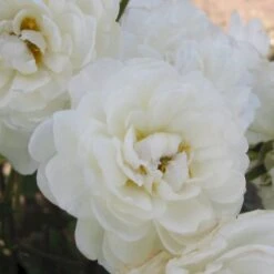 'Katharina Zeimet' Rosa X 'Katharina Zeimet' (Buketrose) A-Kvalitet,- Barrods Roser Min. 3 Grene