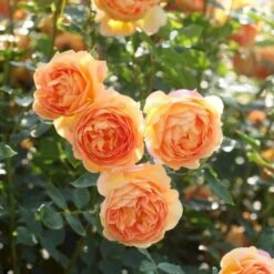 'Lady Of Shalott' Rosa X 'Lady Of Shalott' (Engelsk Rose) A-Kvalitet,- Barrods Roser Min. 3 Grene