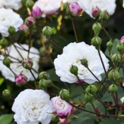 'Little White Pet' Rosa X Sempervirens 'Little White Pet' A-Kvalitet,- Barrods Roser Min. 3 Grene