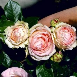 'Mini Eden Rose' Rosa 'Mini Eden Rose' (Slyngrose) A-Kvalitet,- Barrods Roser Min. 3 Grene