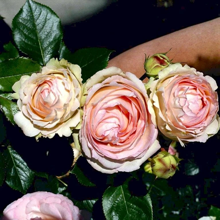 'Mini Eden Rose' Rosa 'Mini Eden Rose' (Slyngrose) A-Kvalitet,- Barrods Roser Min. 3 Grene