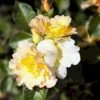 'Morden Sunrise' Rosa X 'Morden Sunrise' (Buketrose) A-Kvalitet,- Barrods Roser Min. 3 Grene