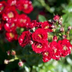 'Peter Pan' Rosa X 'Peter Pan' (Buketrose) A-Kvalitet,- Barrods Roser Min. 3 Grene